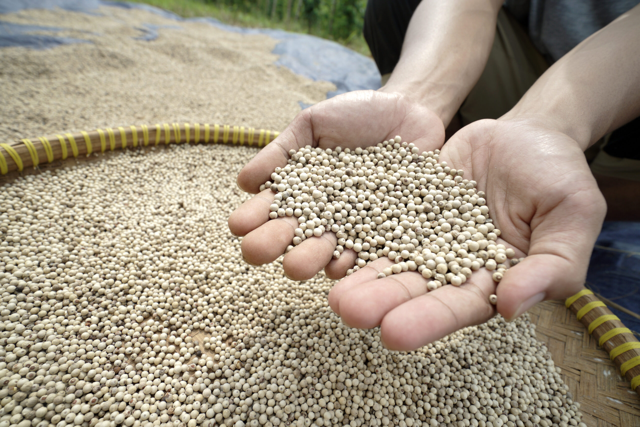 Improving Bangka Pepper for EU Markets