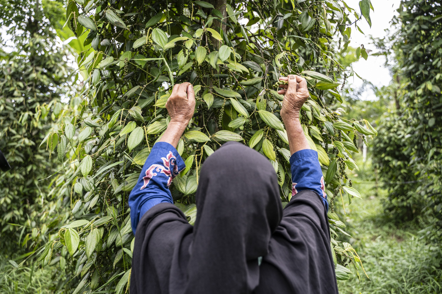 Farmers hand-picking pepper in Lampung