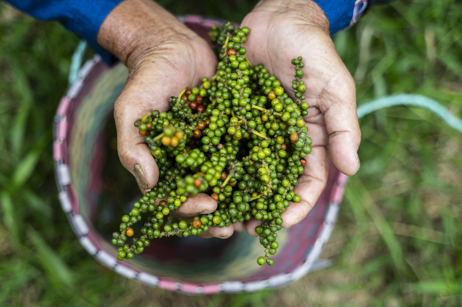 Farmer harvesting pepper