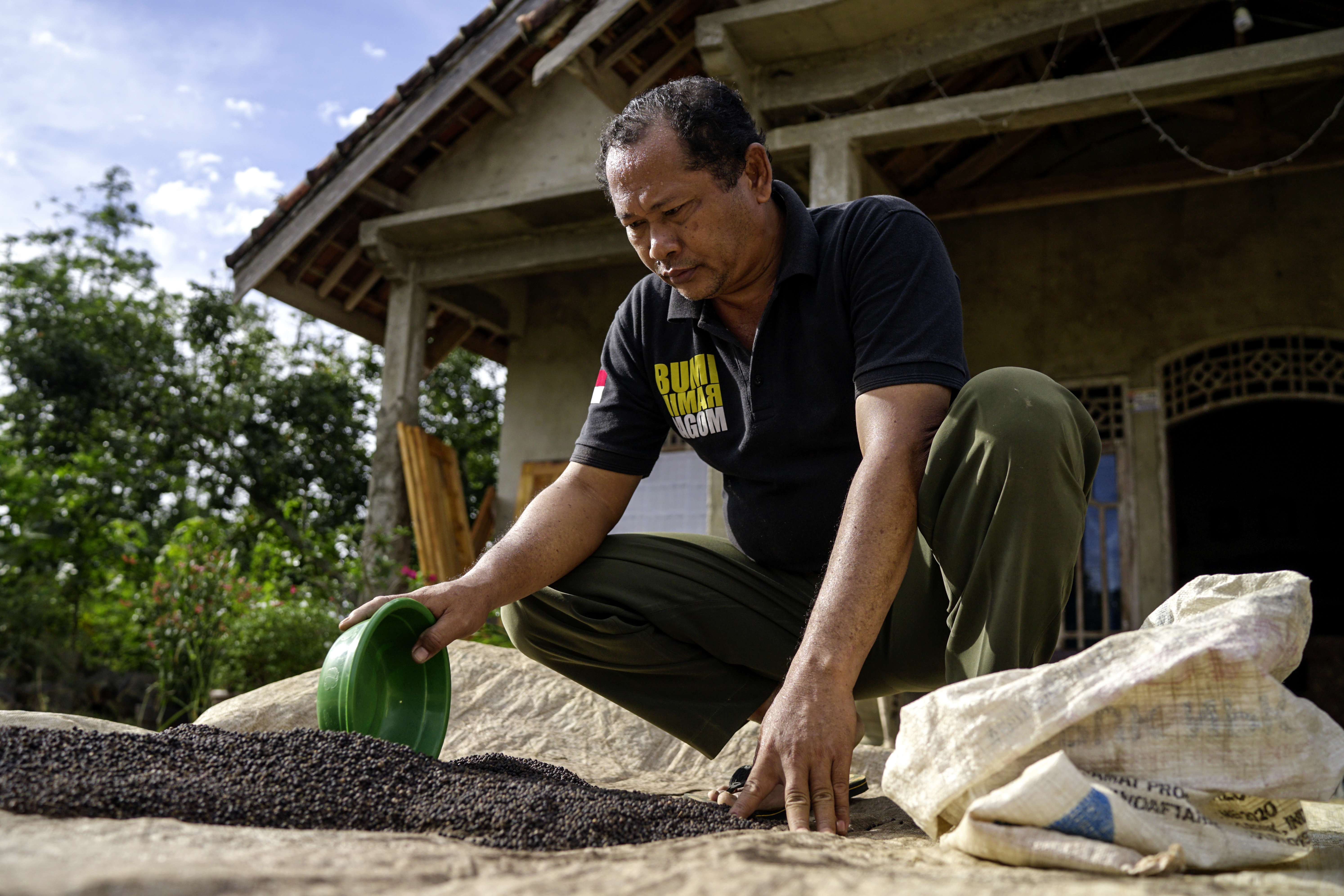 Farmer sun-drying black peppercorns