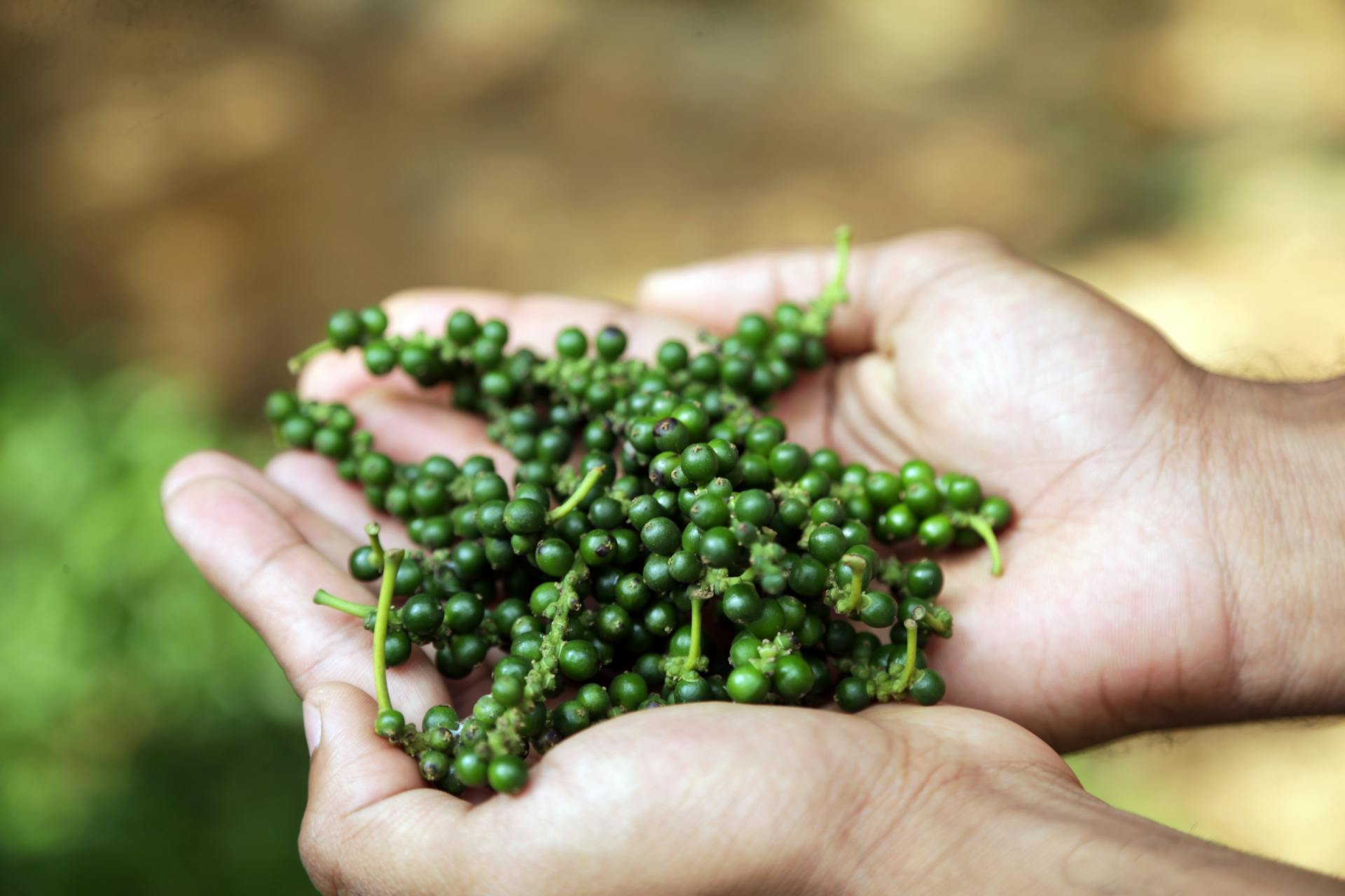 Fresh green pepper berries at harvest