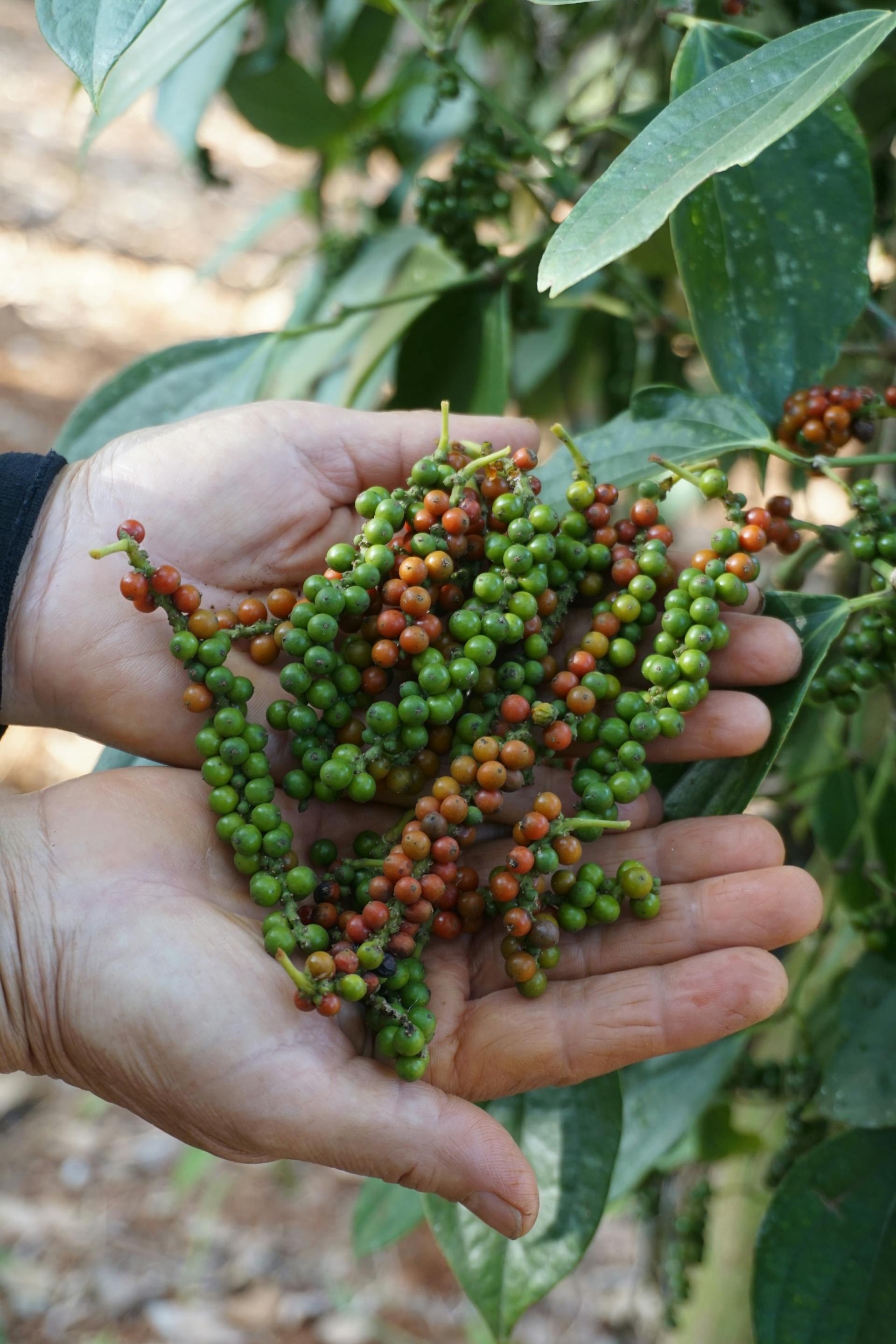 Ripe pepper berries at harvest