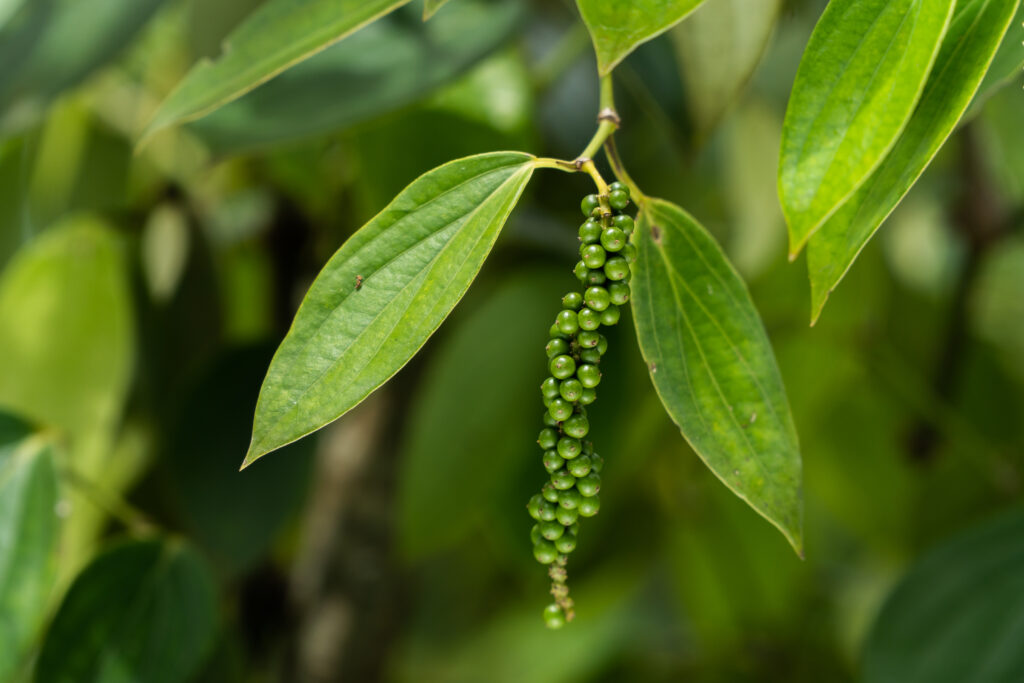Sustainable Production of Muntok White Pepper