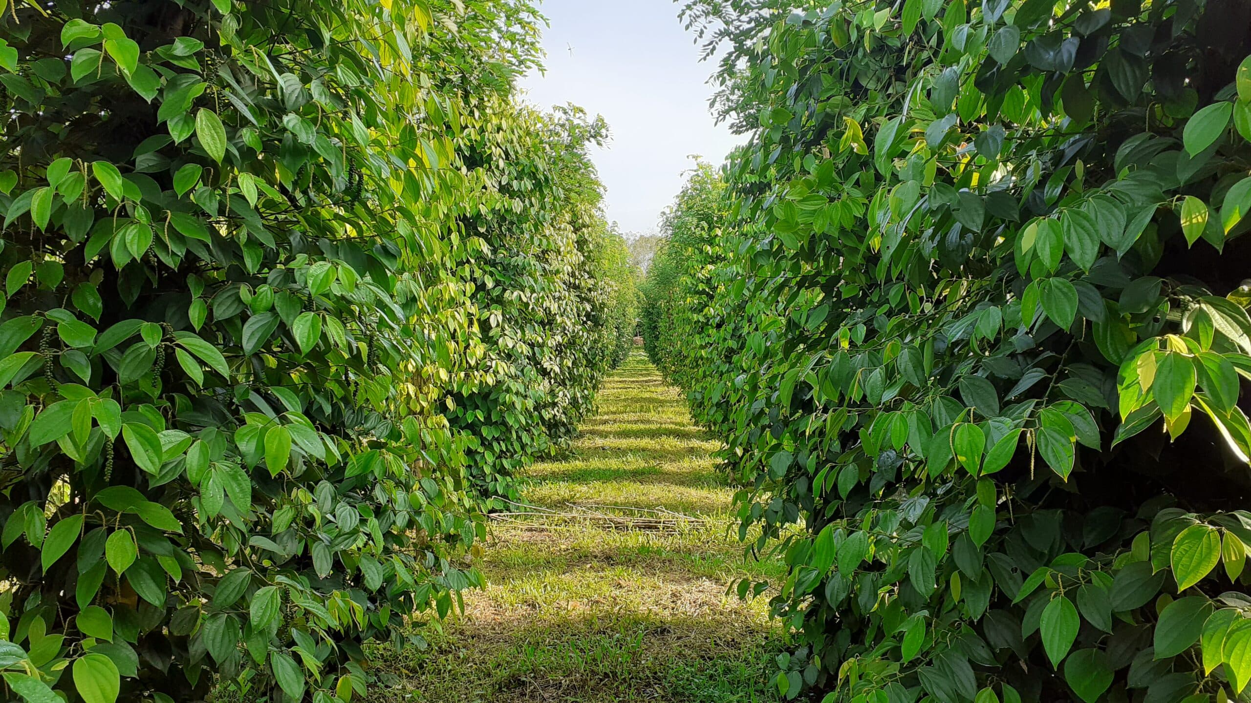 Regenerative farming & farmer excellence