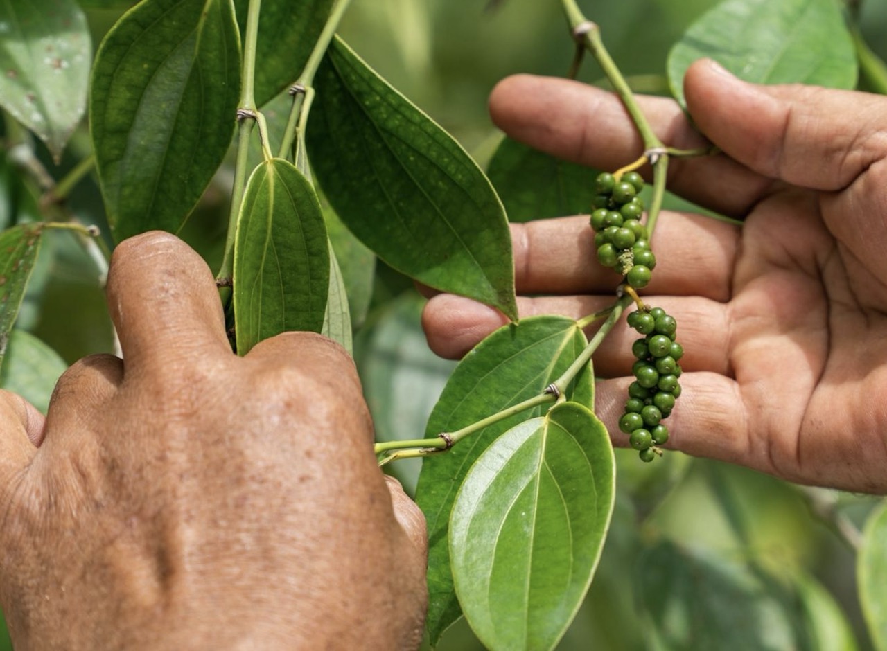 Bangka white peppercorns drying